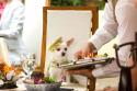 Citeste mai multe detalii despre articolul: Beverly Hills Chihuahua a doua saptamana on lead